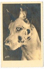 CPA CHIEN DOG GERMAN 