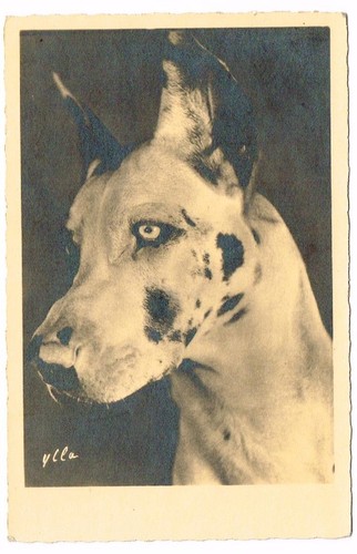 Cpa chien dogue allemand - cpa,