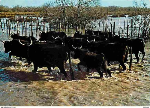 Carte postale animaux - animaux,