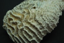 CORAIL FOSSILE DE REPUBLIQUE DOMINICAINE