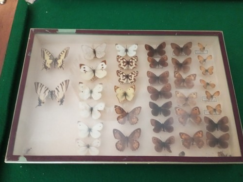 Collection entomologie