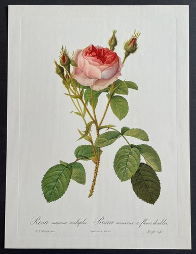 Botanique rosier mousseux - botanique,