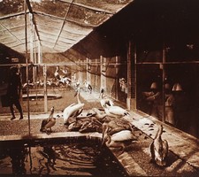 INDO-CHINA Vietnam Saigon Birds Aviary Stereo Glass Plate Vintage ca 1920