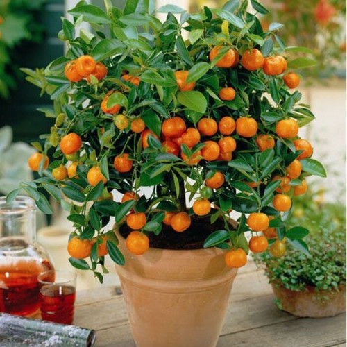 Mandarin orange seeds - 10, seeds-