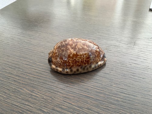 Grand coquillage cypraea - grand,