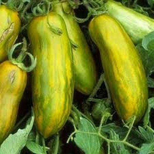 Tomate zèbre verte longue - zÈbre,