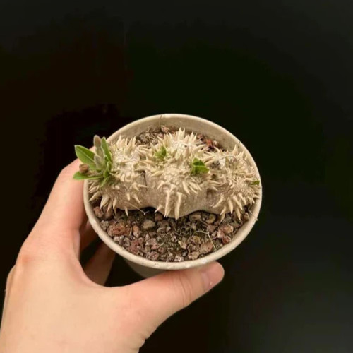 1pc raresucculent plant - 1pc,