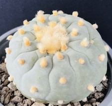 PERFECT! CACTUS BLUE MINT