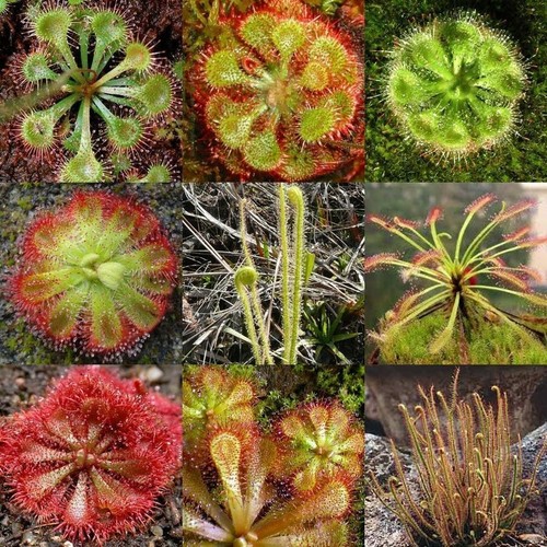 Drosera mix 20 graines de - in,