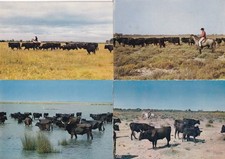 Lot de 4 cartes postales