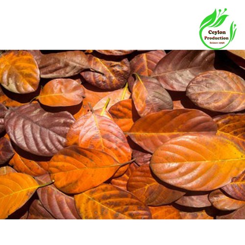 Feuilles entières jacquier - feuilles,
