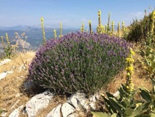 100 Graines de LAVANDE VRAIE