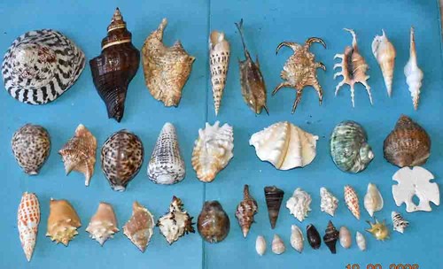 Coquillages superbe - coquillages,