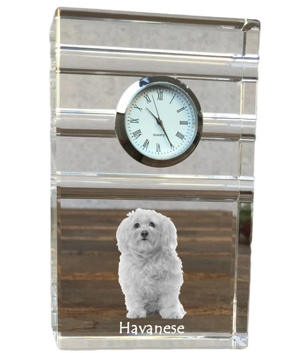 Bichon havanais bichón - bichon,