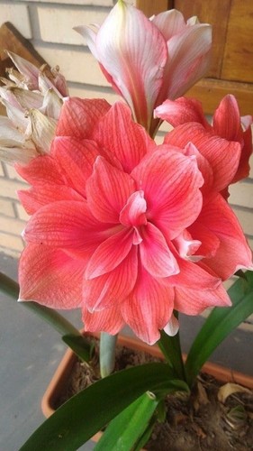Pretty imported double - pretty,