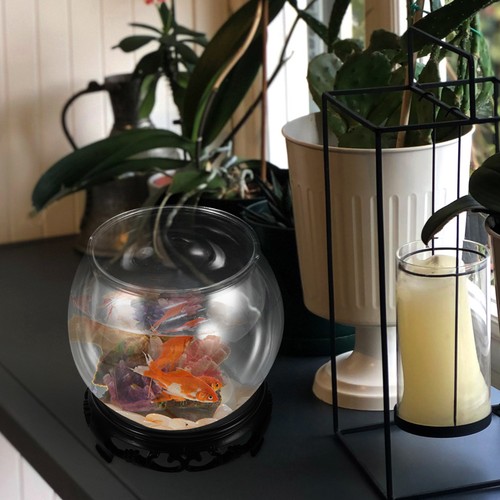 Bocal poisson rouge conteneur - rouge,