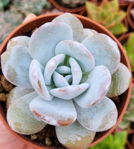 Echeverie echeveria laui - ",