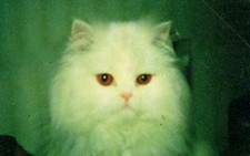 Carte Téléphonique Prototype