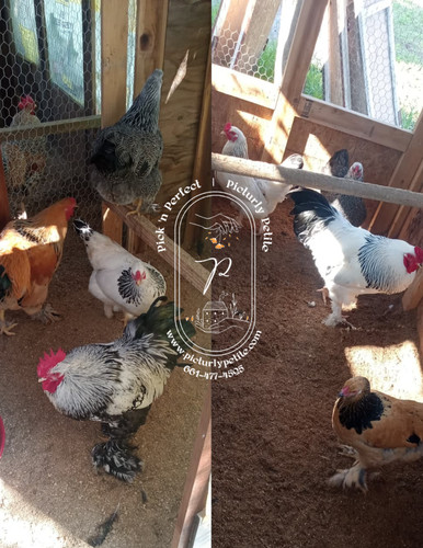Giant brahma hatching - 6, eggs