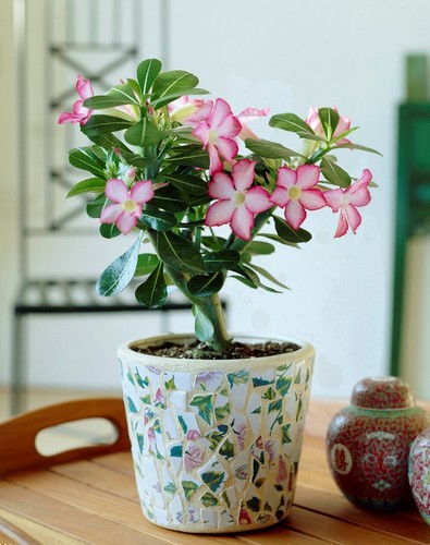 100 graines rares - , d'adenium