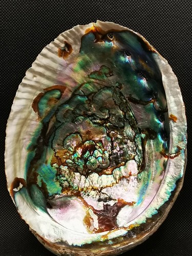Coquille abalone naturel - naturel,