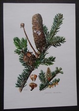 planche ARBRISSEAUX ARBUSTES