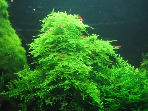 Lot christmas moss - christmas,
