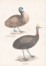 Dromaius Émeu Casuarius Kasuare Australie Oiseaux Lithographie Schinz 1830