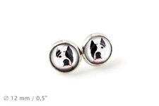 Amstaff. Animaux Domestiques