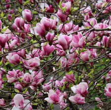 Magnolia soulangeana -