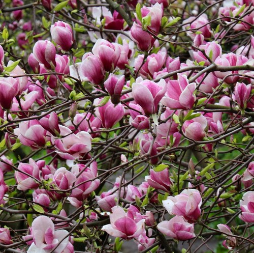 Magnolia soulangeana - ,