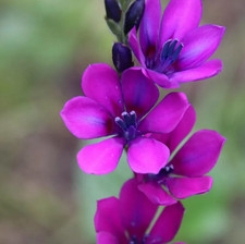Babiana stricta 'Kew Garden' /