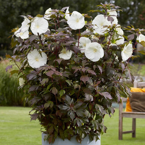 Hibiscus carousel ghost - 'ghost',