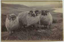 3 béliers de mouton Shetland