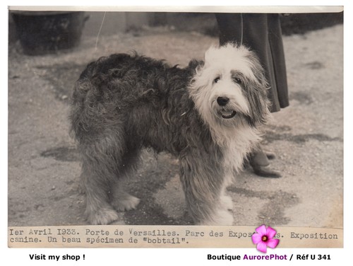 Exposition canine 1933 - canine,