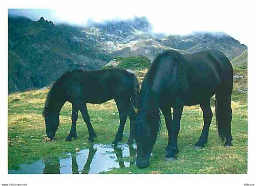 Carte postale animaux - -,