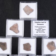 Coquille d'œuf de Dinosaure Fossile Paléogène, Eocène - Taille 3