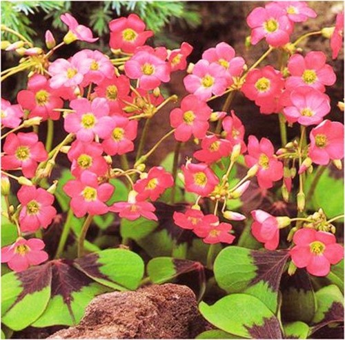 Oxalis deppei iron cross - ,, 1