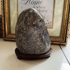 Suiseki Viewing Stone Chrysanthemum Japanese Bonseki Bonsai with Daiza 5.9 inch