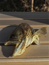 Tête de brochet naturalisée