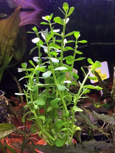 Bacopa monnieri plante