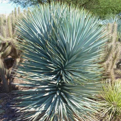 Yucca rigida blue sentry - yucca, 'blue