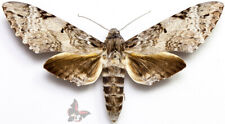 Manduca albiplaga, from Peru, GIANT!!,UNMOUNTED moth