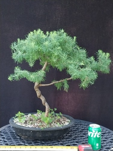 Japanese larch bonsai - larch,