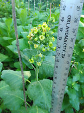 Ceremonial Indian TOBACCO 2000+ Seeds NICOTIANA RUSTICA Mohawk Mapacho Aztec2024