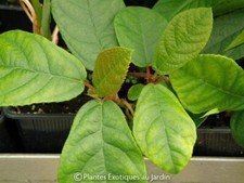 Ficus repens Tikoua ° 1 plant °