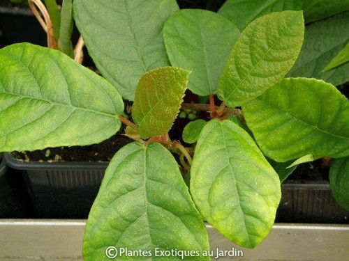 Ficus repens tikoua 1 plant - repens,