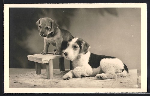 Terrier est couché dans - terrier,