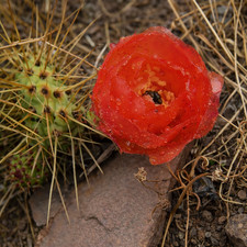 Opuntia soehrensii SEEDS -