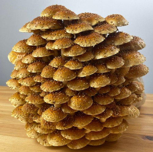 Chestnut mushroom grow - mushroom, 5